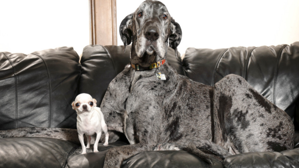 World’s tallest and smallest dogs meet for adorable playdate: ‘She has no idea she’s small’ | Trending