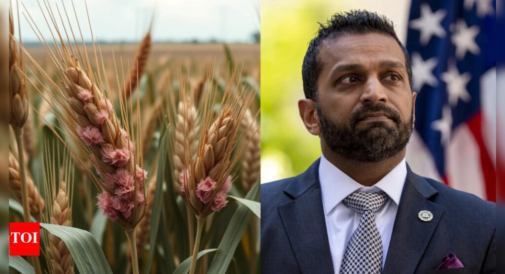 What is Fusarium Graminearum? ‘Toxic fungus’ Chinese researchers allegedly tried to smuggle into US | World News
